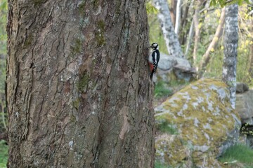 Fototapeta premium Forest scene with woodpecker on the trunk.