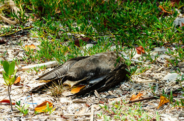 Pelícano muerto en la playa rodeado de basura
