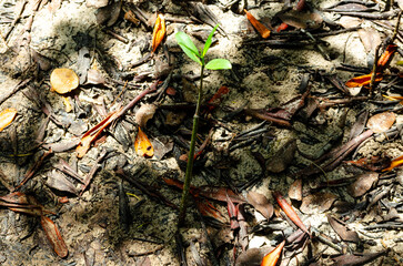 Plantula de manglar emergiendo de la arena