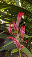 Red cockscomb flower growing in the garden 