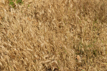 Plantation of dried grass and weeds