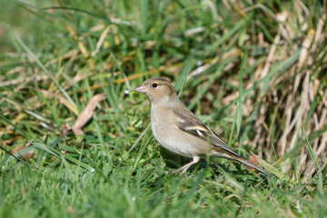 Closeup of a female chaffinch perched on the ground