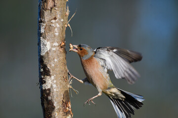 Closeup of a chaffinch fluttering next to a branch