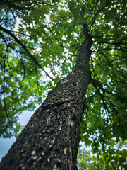 a beautiful tree in the forest with the sky