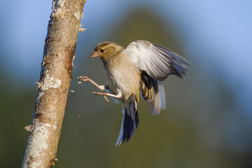 Closeup of a chaffinch fluttering next to a branch