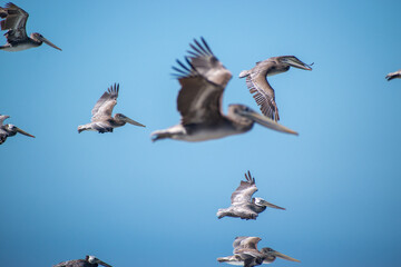 Pelicans in flights 