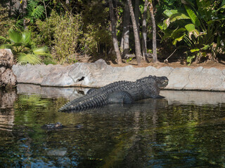 Large american alligator lying in the shallow artificial rocky pond with tropical vegetation