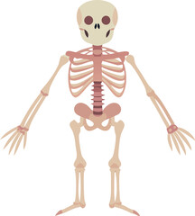 Colorful Cartoon Human Skeleton Illustration on White Background