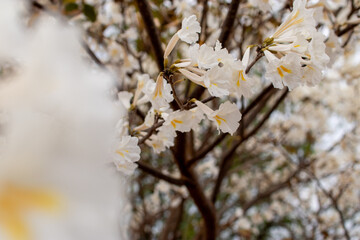 spring blossom in spring