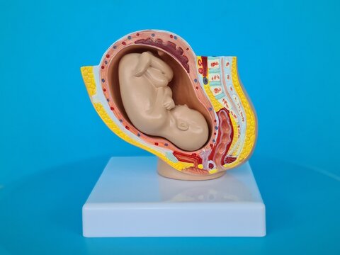 Anatomical Model of a Fetus in Utero