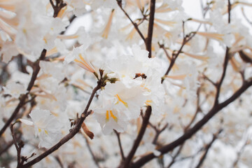 spring
