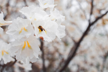 white flowers on a tree