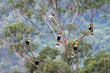 The great hornbill (Buceros bicornis), also known as the concave-casqued hornbill, great Indian...