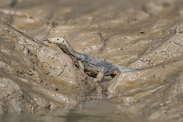 Fototapeta premium The water monitor (Varanus salvator)