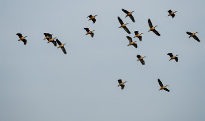 The Indian spot-billed duck (Anas poecilorhyncha)