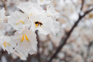 bee on a flower
