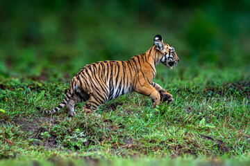 Adorable Tiger Cubs. The Bengal tiger from Indian forests