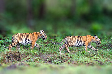 Adorable Tiger Cubs. The Bengal tiger from Indian forests