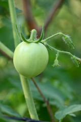 closeup the bunch ripe green tomato with plant in the farm soft focus natural yellow green background.