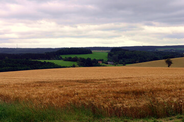 Naklejka premium Eifellandschaft bei Oberlascheid in der Nähe der Grenze zwischen Belgien und Deutschland im Naturpark Hohes Venn. Aussicht vom Premium-Wanderweg Bach-Pfad Bleialf. 