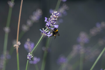 bourdon sur une fleur de lavande en train de manger butiner 