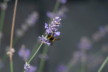 bourdon sur une fleur de lavande en train de manger butiner 