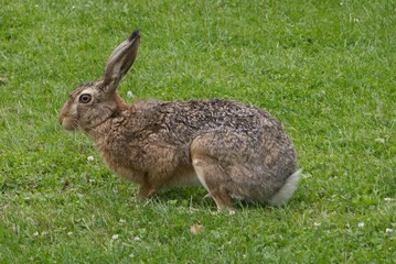 Close up photo on hare on a green lawn.