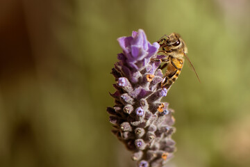 Macro photograph of a bee collecting nectar from a lavender flower. Selective focus.