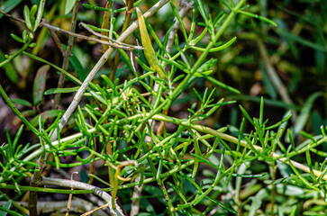 Close up de arbusto playero Batis maritima L.