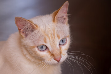 Close-up of a beige cat, with emphasis on its blue eyes and delicate whiskers. Selective focus.