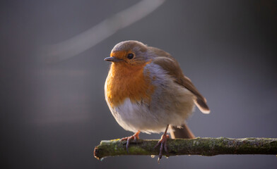 European Robin  ( Erithacus rubecula ) backlit on a cool winters day 