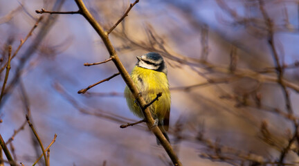 Fototapeta premium Eurasian blue tit - Cyanistes caeruleus perched on tree branch