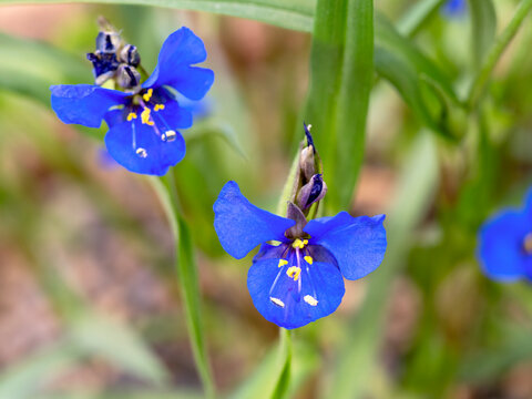 Closeup of blue flowers of Commelina dianthifolia, birdbill dayflower