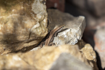 lizard on the rock