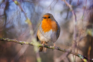 Fototapeta premium European Robin ( Erithacus rubecula ) backlit on a cool winters day 
