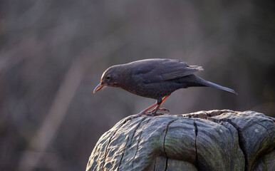 Female common Blackbird 'Turdus merula' on a tree stump