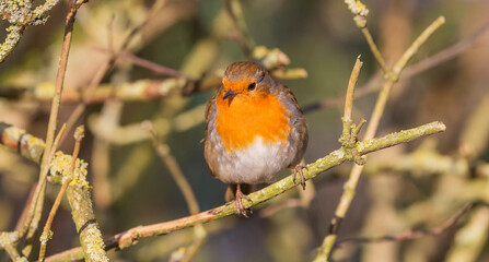 European Robin  ( Erithacus rubecula ) backlit on a cool winters day 