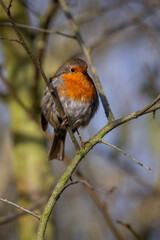 European Robin  ( Erithacus rubecula ) backlit on a cool winters day 