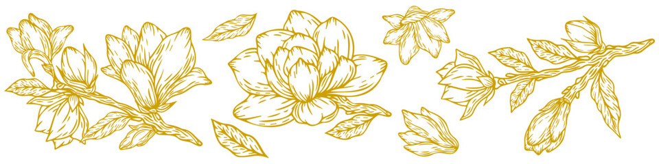 Magnolia, set of flowers and leaves, vector illustration, hand drawn in gold color. Vector magnolia for background, texture, wrapper pattern, frame or border © Tetiana Komarytska