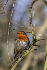 European Robin  ( Erithacus rubecula ) backlit on a cool winters day 