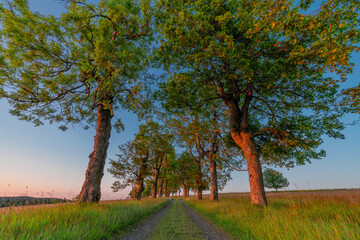 Nadrazni alley with path and leaf trees in sunset color evening in Krusne hory