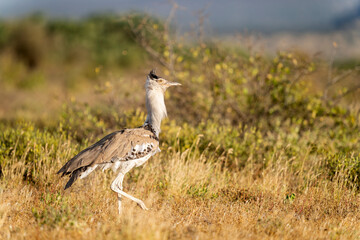 Kori bustard in Samburu national park
