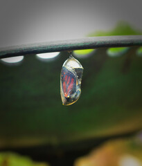Monarch butterfly about to emerge from its chrysalis