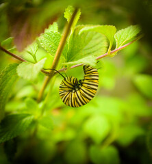 Monarch butterfly about to form into a chrysalis