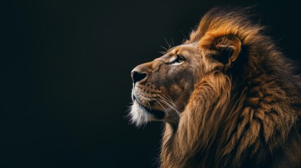 World Lion Day. Portrait of a lion on a black background. Horizontal banner, free space for text. The concept of protecting wildlife and animals