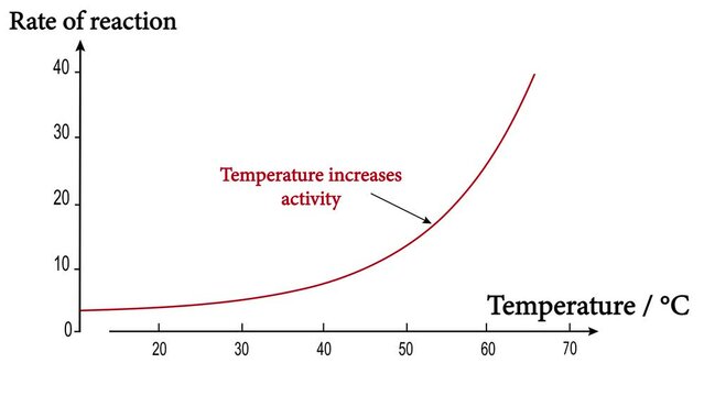 The effects of temperature on enzyme activity.Enzyme activity curve.increasing temperature increases the rate of reaction