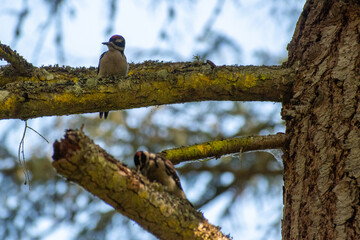 Woodpeckers