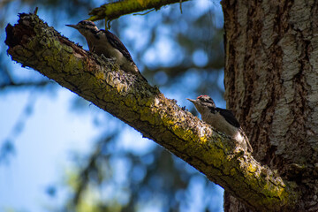 Two silly woodpeckers