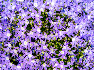 Blue and white flowers of Campanula garganica W H Paine