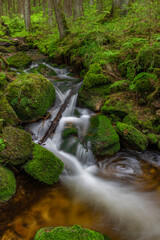 Stribrny creek in Krusne mountains in hot summer day